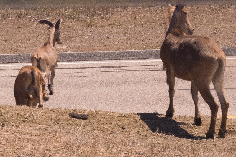 20150818_132303 D4S.jpg - Animals crossing roadway on Hearst property.  There was once a zoo on the grounds